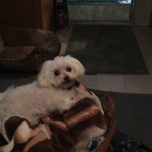 Meet your Posher, Donna